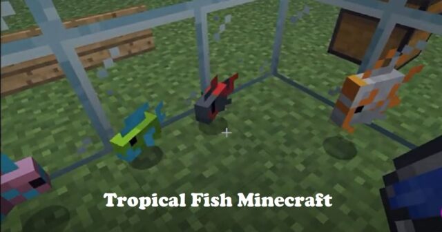 Tropical Fish Minecraft