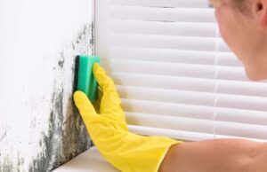 Effective Strategies for Black Mold Removal: The Ultimate Guide Black Mold Removal