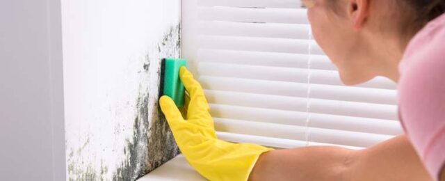Black Mold Removal
