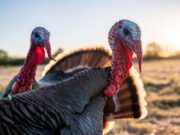 Common Health Issues in Turkeys and How to Treat Them Health Issues
