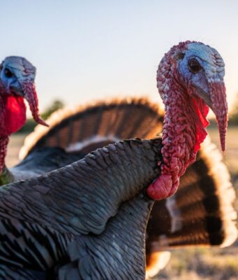 Common Health Issues in Turkeys and How to Treat Them Health Issues