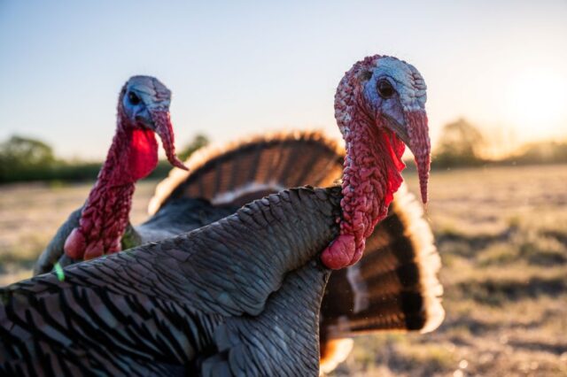 Common Health Issues in Turkeys and How to Treat Them Health Issues