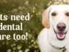 Dental Care For Pets: A Service Often Overlooked Dental Care For Pets