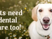 Dental Care For Pets: A Service Often Overlooked Dental Care For Pets