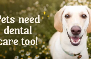 Dental Care For Pets: A Service Often Overlooked Dental Care For Pets