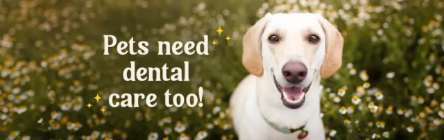 Dental Care For Pets