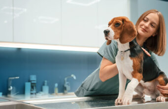 How General Veterinary Services Promote A Longer Life For Your Pet Veterinary Services