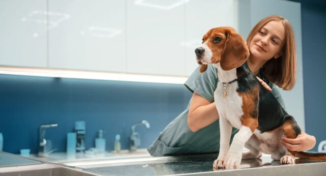 Veterinary Services