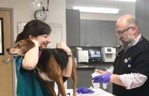 Managing Chronic Conditions Through General Veterinary Care Chronic Conditions