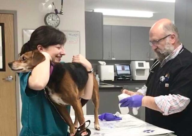 Managing Chronic Conditions Through General Veterinary Care Chronic Conditions