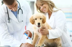Understanding Vaccination Schedules For Small Pets Vaccination