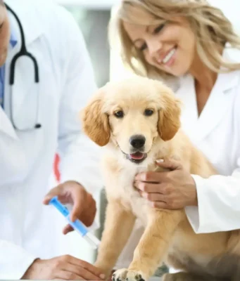 Understanding Vaccination Schedules For Small Pets Vaccination