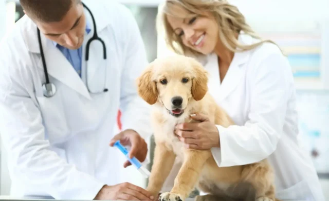 Vaccination