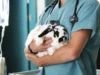 How Animal Clinics Support Exotic And Pocket Pet Care Animal Clinics