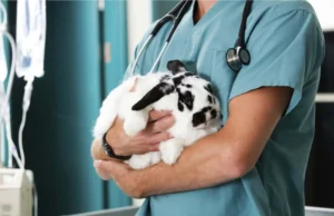 How Animal Clinics Support Exotic And Pocket Pet Care Animal Clinics