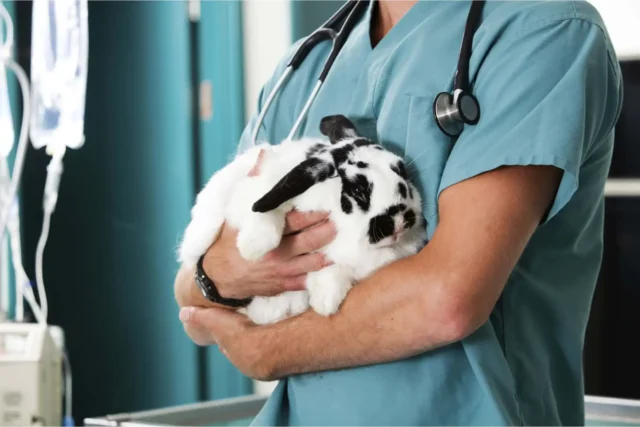 Animal Clinics