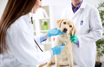 How Veterinary Hospitals Support Pets Through All Stages Of Life Veterinary Hospitals