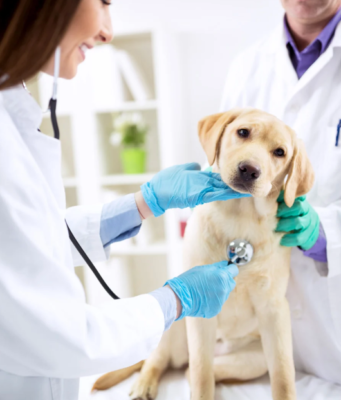 How Veterinary Hospitals Support Pets Through All Stages Of Life Veterinary Hospitals