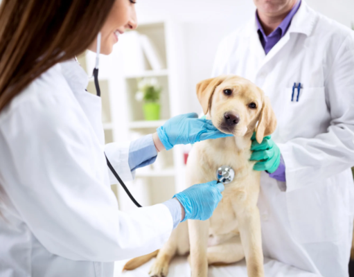 How Veterinary Hospitals Support Pets Through All Stages Of Life Veterinary Hospitals