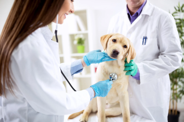 Veterinary Hospitals