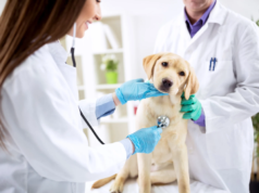 Building A Lifelong Pet Wellness Plan With Your Veterinary Clinic Veterinary Clinic