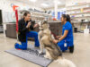 In House Diagnostics And Lab Services At Animal Hospitals Animal Hospitals