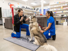 In House Diagnostics And Lab Services At Animal Hospitals Animal Hospitals