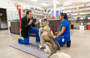 In House Diagnostics And Lab Services At Animal Hospitals Animal Hospitals