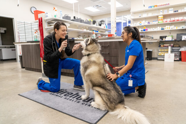 Animal Hospitals