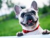 Why Annual Exams Are Vital for Cats and Dogs Cats And Dogs