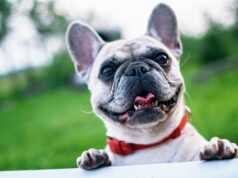 Why Annual Exams Are Vital for Cats and Dogs Cats And Dogs