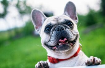 Why Annual Exams Are Vital for Cats and Dogs Cats And Dogs
