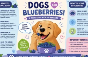 Can Dogs Have Blueberries? Complete Guide to Safe Portions, Health Benefits, Risks, Serving Tips, and What Every Dog Owner Should Know Can Dogs Have Blueberries