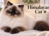 Himalayan Cat Guide for U.S. Owners: Temperament, Grooming, Health, Costs, and Care Himalayan Cat