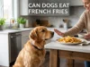 Can Dogs Eat French Fries? A Complete Guide to the Risks, Safe Amounts, Ingredients to Avoid, Warning Signs, and What U.S. Dog Owners Should Do Can Dogs Eat French Fries